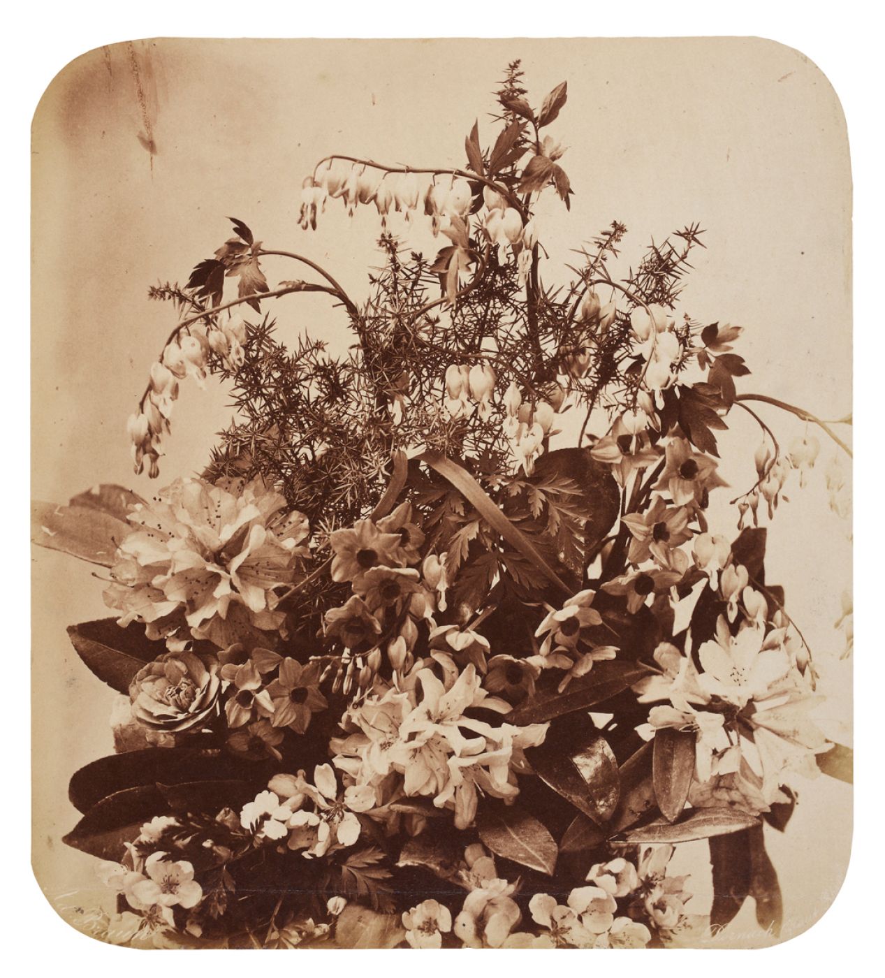 Adolphe Braun, “Bouquet de fleurs”, 1855 ca.