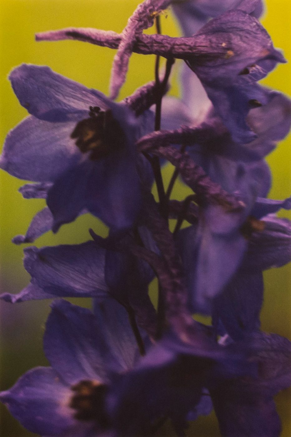 Thomas Struth, “Dunkler violetter rittersporn n.7”, 1992